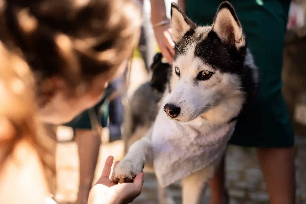 svatba na rybniku eliska david