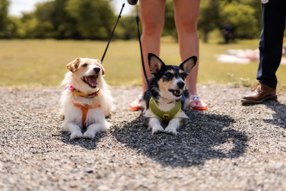 svatba v merunkovem sadu ML